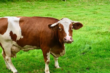 Naklejka na ściany i meble Brown white cow grazing in the meadow of Bavaria. 