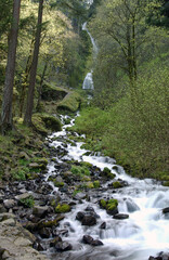 Pacific Northwest rainforest waterfalls