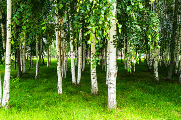 Obraz premium White trunks of birches in the grove