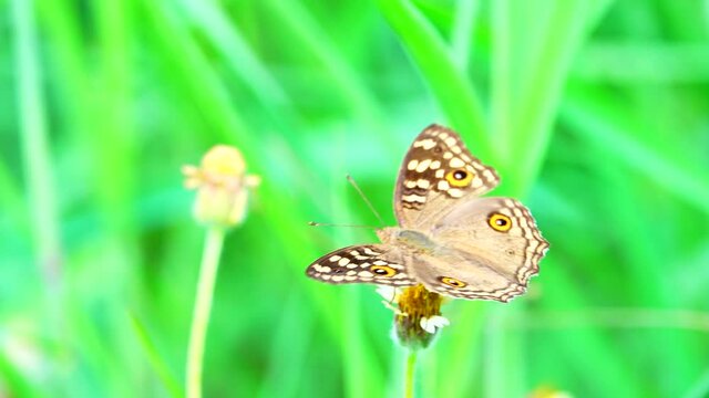 4K Thai beautiful butterfly on meadow flowers nature outdoor backgound