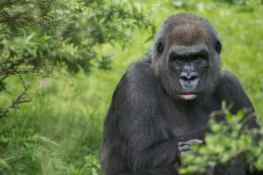 Gorilla Gaze Color