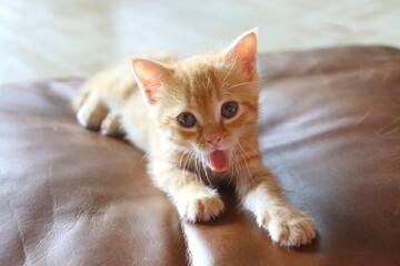 Orange Yellow tabby baby kitten laying on a brown leather pillow open mouth