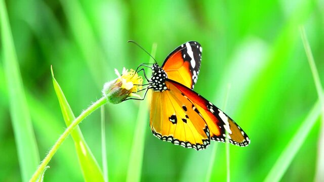 Thai beautiful butterfly on umeadow flowers nature outdoor backgond