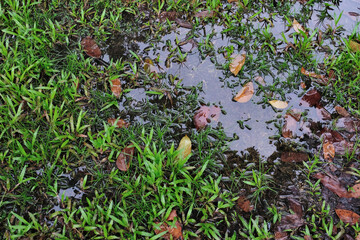Pools of stagnant water on a grass field during rainy season. Drainage problem leaving ground...