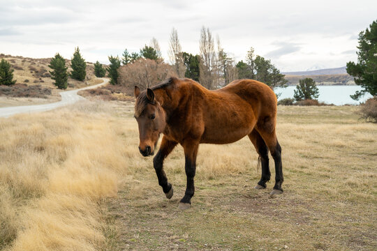 Horses standing in a pasture with mountains in the background.