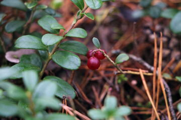 Red berries of a lingonberry in a meadow in the forest. Fall.