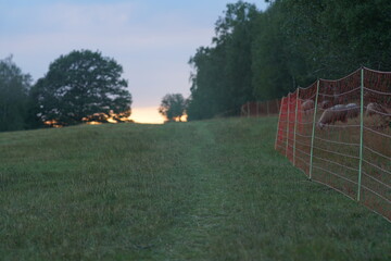 Weide Zaun mit Schafen zur Pflege der Landschaft und Natur