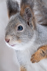 Portrait of a squirrel in winter on white snow background