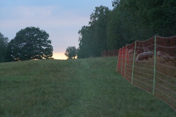 Weide Zaun mit Schafen zur Pflege der Landschaft und Natur