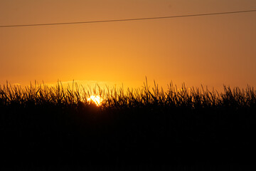 Coucher de soleil sur un champ de maïs