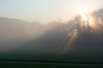 Lever du soleil à travers les arbres avec brume matinale