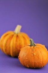 Fototapeta premium Thanksgiving Day. Autumn harvest of fruits and vegetables. Pumpkins on a bright purple background.Autumn time.Halloween. Pumpkin harvest. Pumpkin season