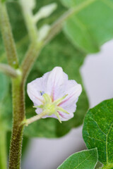Behind the flowers of the eggplant in the near term, with a solid background and green leaves.