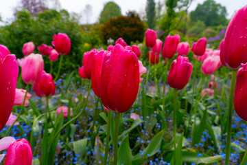 Field of colorful Tulips in France