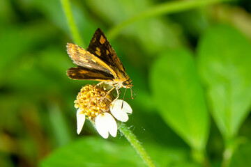 The butterfly was perched on the flower.