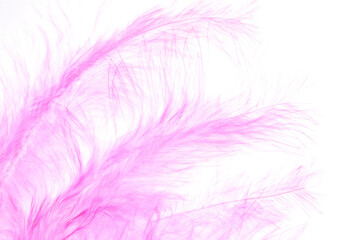 Fototapeta na wymiar pink bird feathers on white background