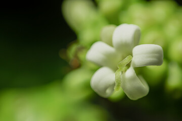 The stamens are green in color that is different from the sepals that are white.