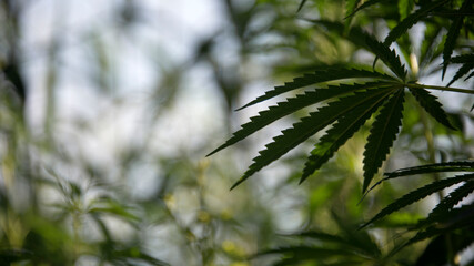 Shadow and light.Openwork sheet of hemp.A branch of hemp in the sun. Medicinal herb of the southern region. A green, large sheet of cannabis.