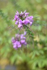 Blühende Spinnenblume mit Regentropfen