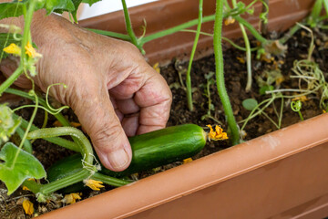 Hand take one fresh cucumber from pot,close up