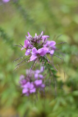 Blühende Spinnenblume mit Regentropfen