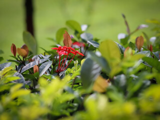 red currant bush in garden