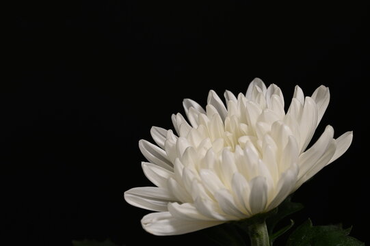 白い菊 の画像 231 件の Stock 写真 ベクターおよびビデオ Adobe Stock