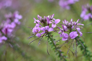 Blühende Spinnenblume mit Regentropfen