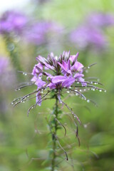 Blühende Spinnenblume mit Regentropfen