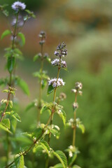 Blühende Zitronenminze (Mentha gentilis)