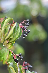 Hartriegel (Cornus) - reife Früchte mit Wassertropfen