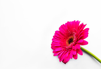 Gerbera flower on a white