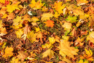 Background of the autumn maple leaves