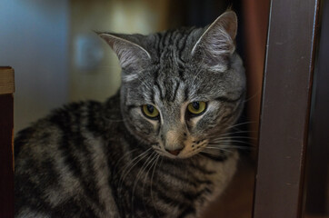 Head portrait of adorable gray cat	
