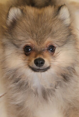 Pomeranian spitz lovely dog, friendly cool puppy  at home photo