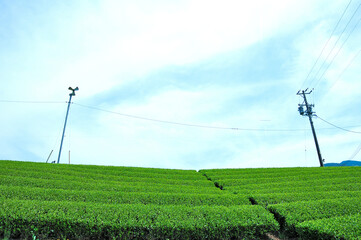 Fototapeta na wymiar お茶畑の風景