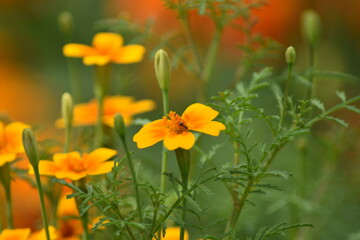 Blühende kleinblütige Tagetes (Tagetes tenuifolia)