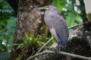 Tiger heron in Tortuguero National Park