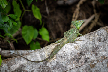 Naklejka na ściany i meble Green Basilisk in Tortuguero National Park