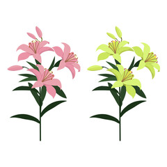 Vector illustration of pink and yellow lily