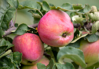 Ripe apples on the branches of a tree in summer.