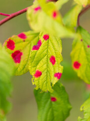 Red spots on the green leaves of the plant.