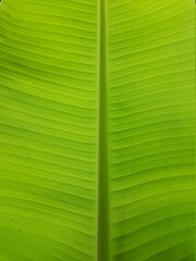 Banana leaf texture, close up of green leaf, nature background