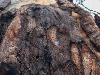 Gum tree bark