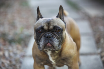 Fototapeta premium Lola the French bulldog