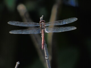 Turix