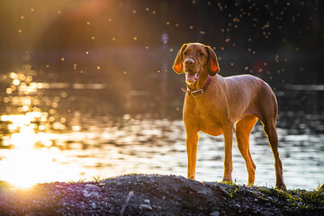 Viszla at sunset