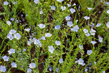 Sky-blue flax flowers grow in a huge field. Raw materials for the textile and oil industry.