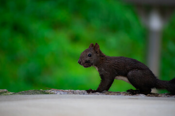 Portrait of a black squirrel against a blurred nature background. Taken from a local park in Namyangju, Korea. 