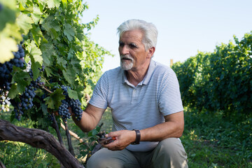 Senior man at vineyard